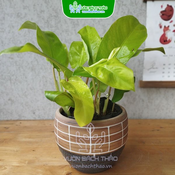 Cây Trầu Bà Vàng Lá Dài Để Bàn 2