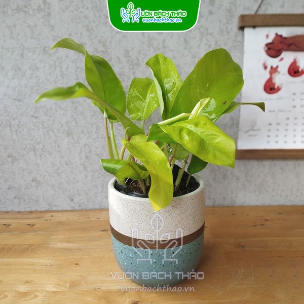 Cây Trầu Bà Vàng Lá Dài Để Bàn 3