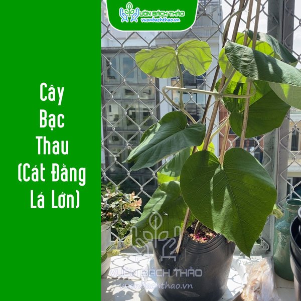 Cây Bạc Thau (Cát Đằng Lá Lớn) 2