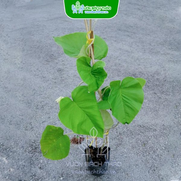 Cây Bạc Thau (Cát Đằng Lá Lớn)