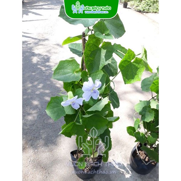 Cây Cát Đằng Lá Nhỏ
