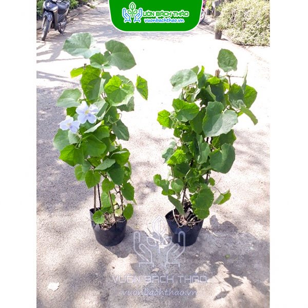 Cây Cát Đằng Lá Nhỏ 2