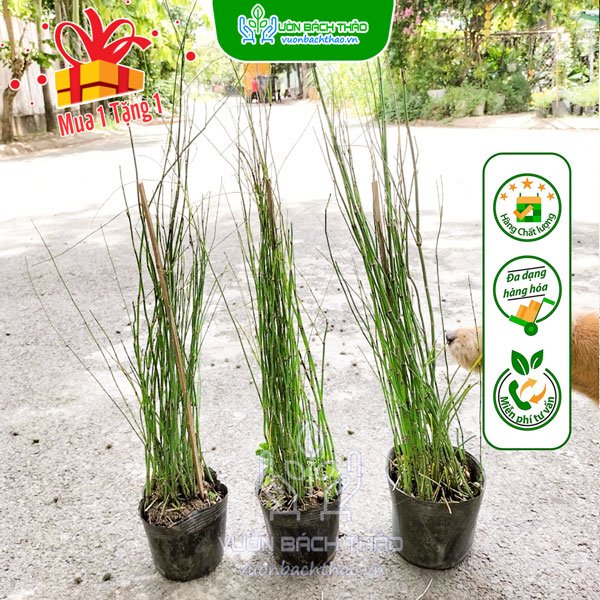 Cây Thiền Trúc (Trúc Không Lá) - Equisetum Debile 2