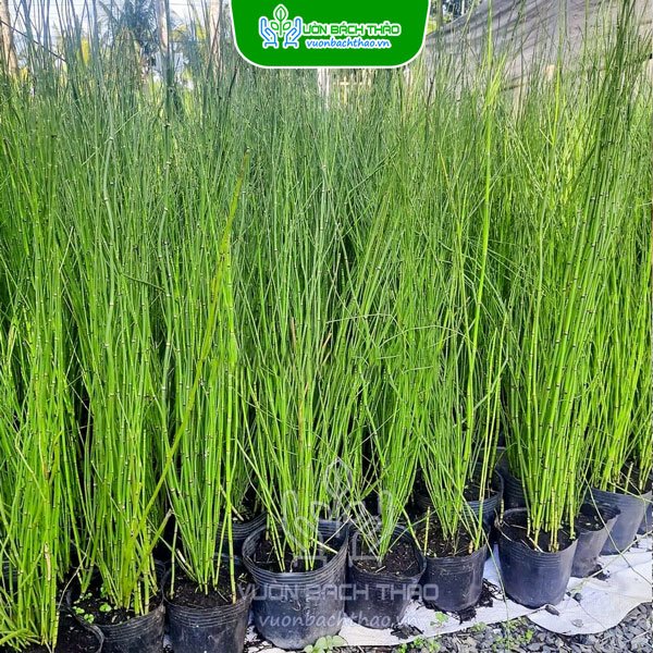 Cây Thiền Trúc (Trúc Không Lá) - Equisetum Debile 3