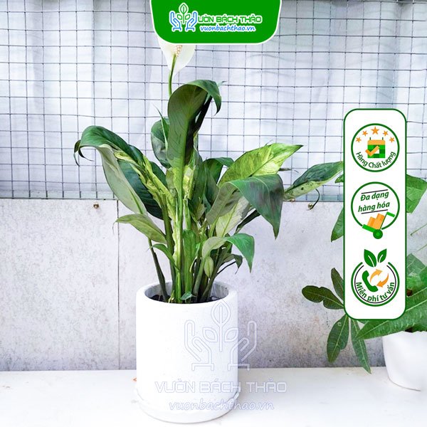 Cây Lan Ý Cẩm Thạch Để Bàn 2