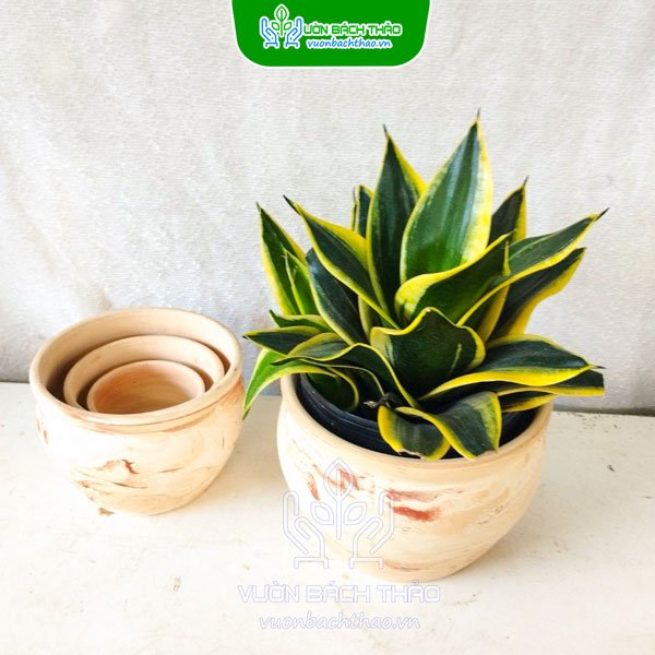 Chậu Đất Nung Dạng Lu Trồng Cây 3