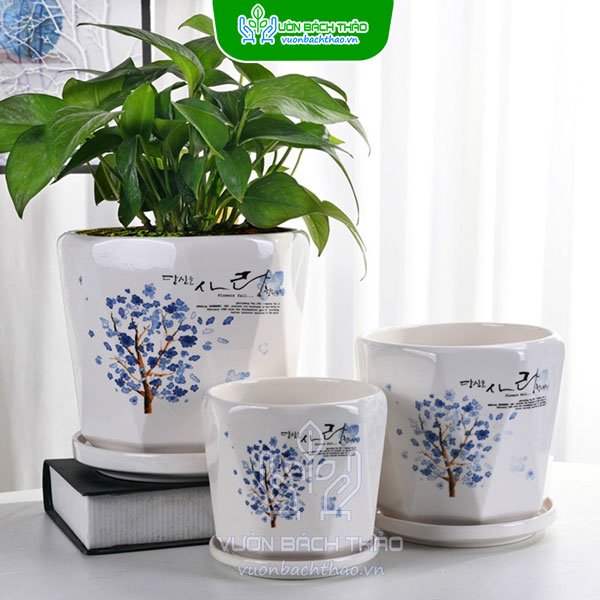 Chậu Sứ Trồng Cây Để Bàn Kèm Đĩa Lót