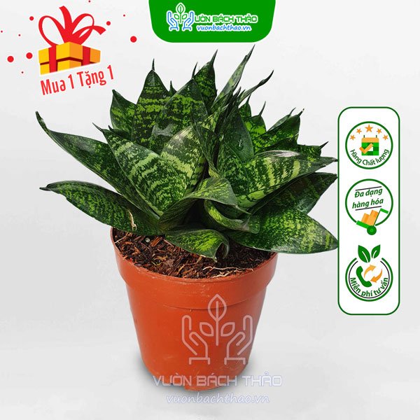 Cây Lưỡi Mèo