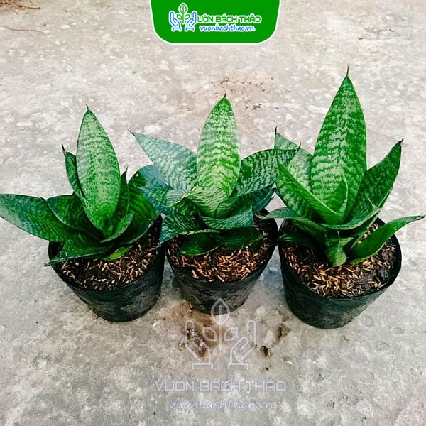 Cây Lưỡi Mèo 3