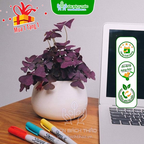 Cây Bướm Đêm Để Bàn 3