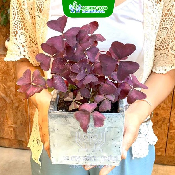 Cây Bướm Đêm Để Bàn 2