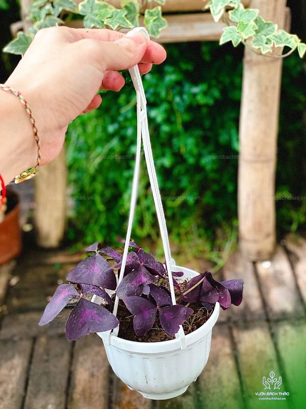 Cây Bướm Đêm Trồng Chậu Treo 3