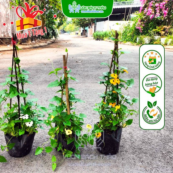 Cây Hoa Mắt Huyền 2