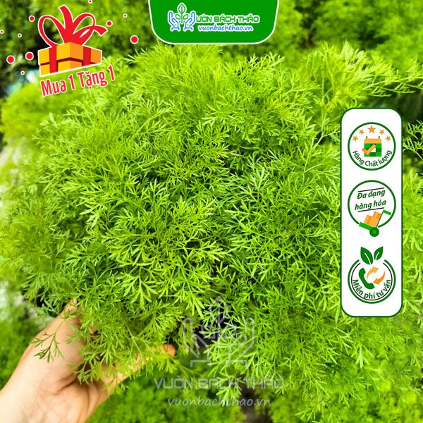 Cây Thì Là Thân Gỗ (Tùng Nam Mỹ) 3
