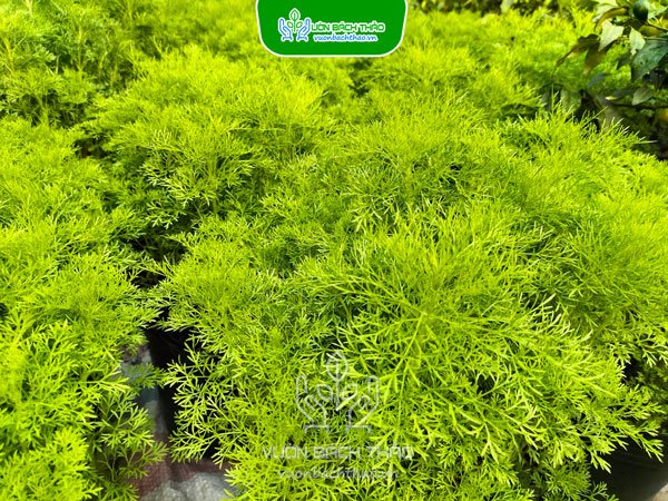 Cây Thì Là Thân Gỗ (Tùng Nam Mỹ) 2