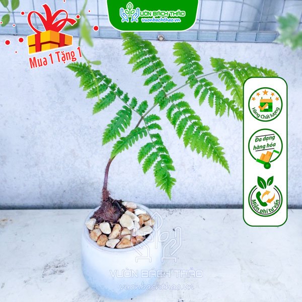 Cây Lông Dương Xỉ  Lông Culi Để Bàn 2