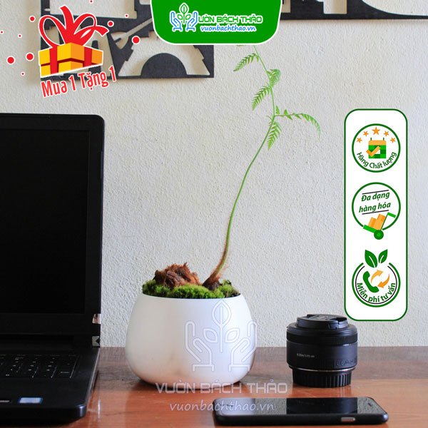 Cây Lông Dương Xỉ  Lông Culi Để Bàn 3
