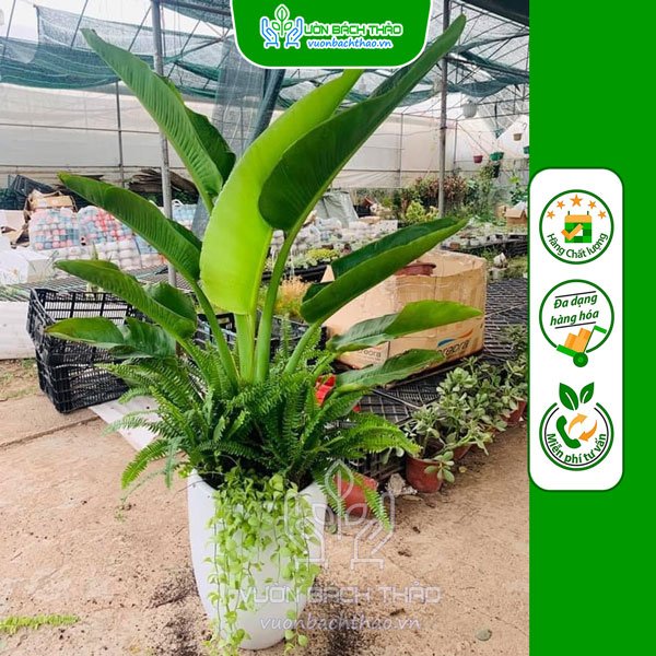 Cây Chuối Rẻ Quạt Nội Thất Cát Tường (Mix) Trồng Chậu 2