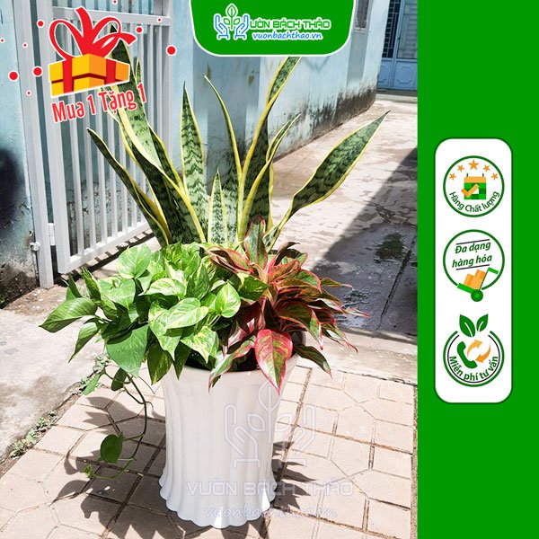 Cây Lưỡi Hổ Đại Cát (Mix) Trồng Chậu 2