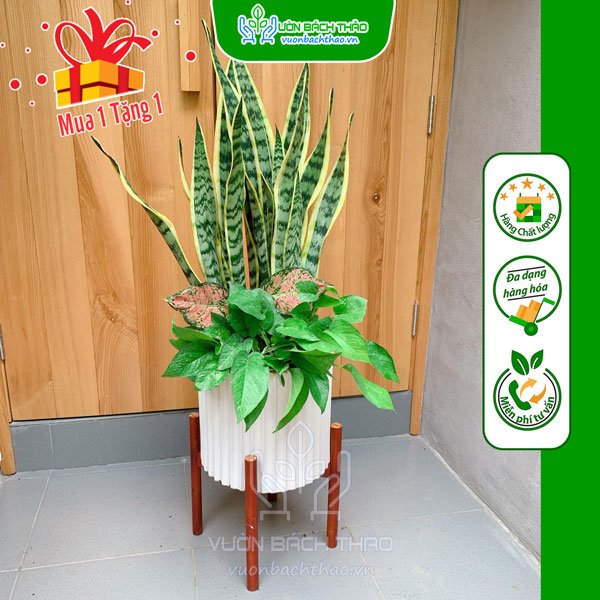 Cây Lưỡi Hổ Đại Cát (Mix) Trồng Chậu 3