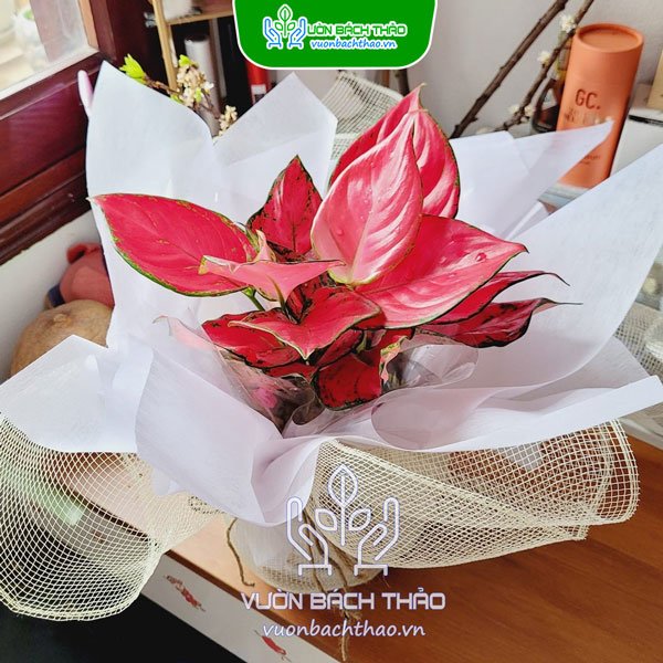 Cây Hồng Phát Lộc (Vạn Lộc Đỏ) Quà Tặng 2