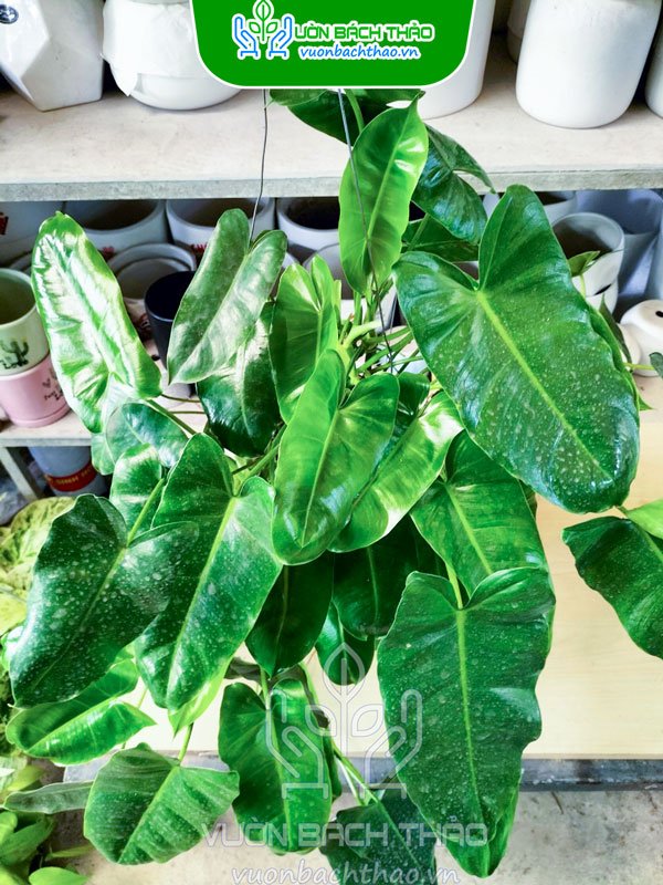 Cây Trầu Bà Hồng Hạc -  Philodendron Billietiae 3