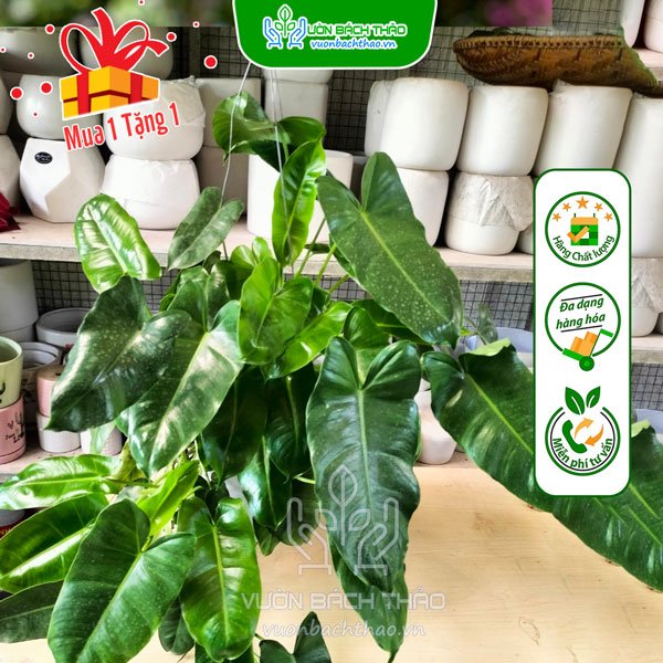 Cây Trầu Bà Hồng Hạc -  Philodendron Billietiae 2