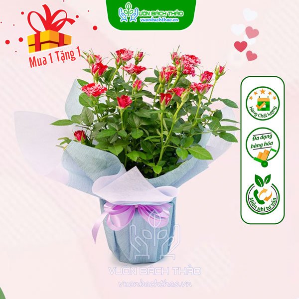 Hoa Hồng Tỉ Muội Quà Tặng 2