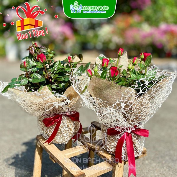 Hoa Hồng Tỉ Muội Quà Tặng 3