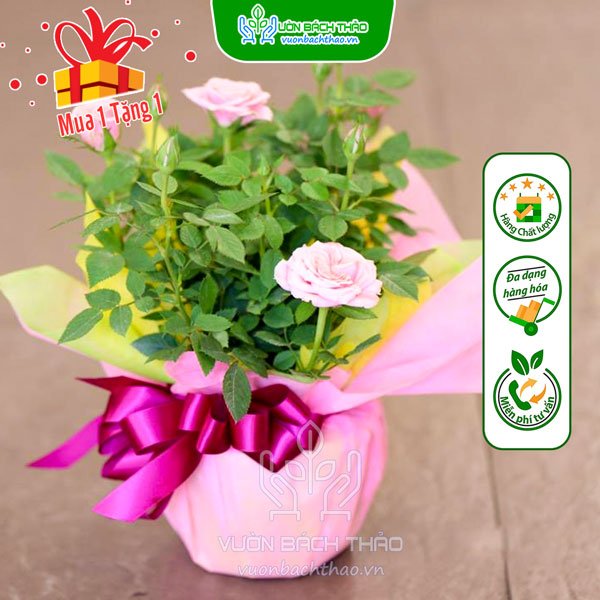 Hoa Hồng Tỉ Muội Quà Tặng