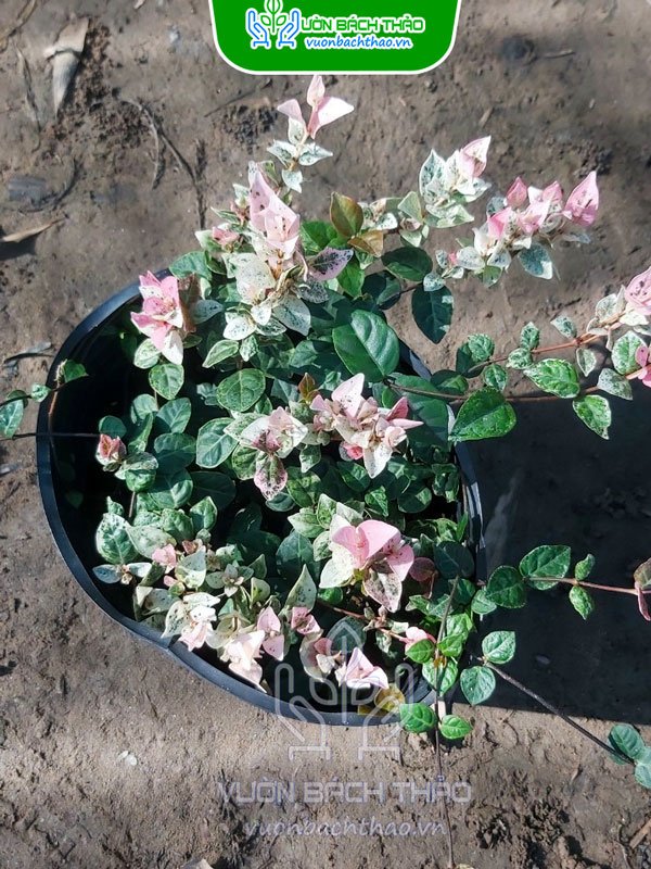 Cây Thằn Lằn Bông (Vảy Ốc Cẩm Thạch) 3