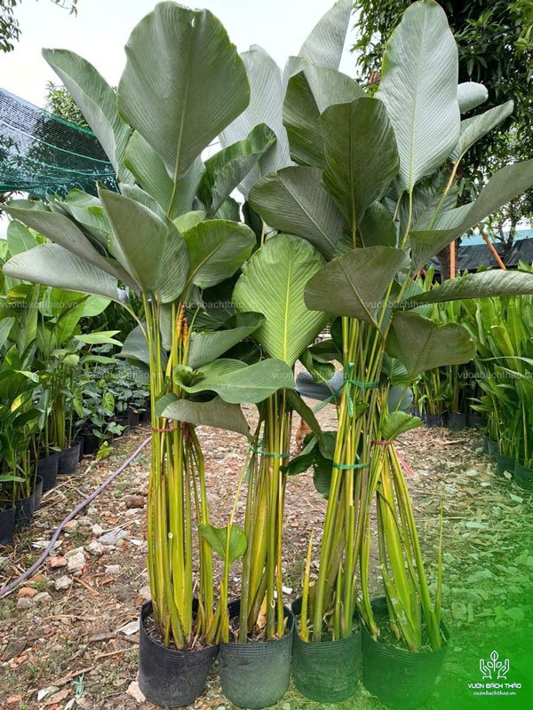 Cây Dong Bạc - Calathea Lutea 2