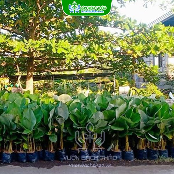 Cây Dong Bạc - Calathea Lutea 3