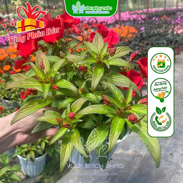 Cây Hoa Mai Địa Thảo 2