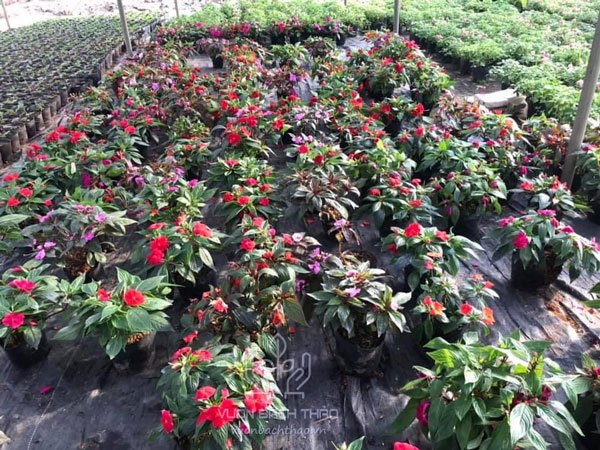 Cây Hoa Mai Địa Thảo 3