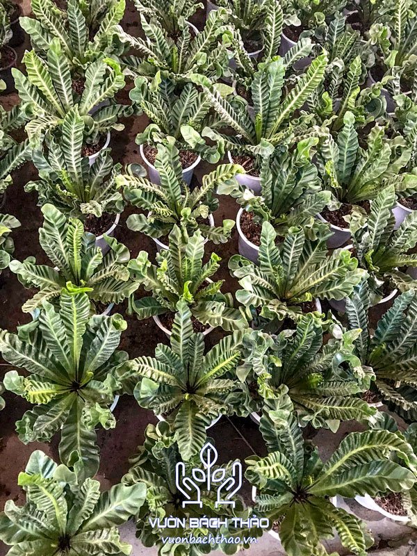 Cây Dương Xỉ Phúc Lộc - Asplenium Nidus "Cobra" 3