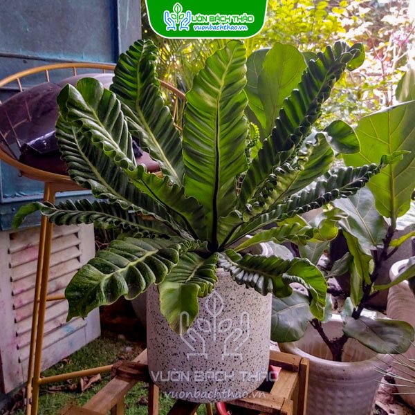 Cây Dương Xỉ Phúc Lộc - Asplenium Nidus "Cobra" 2