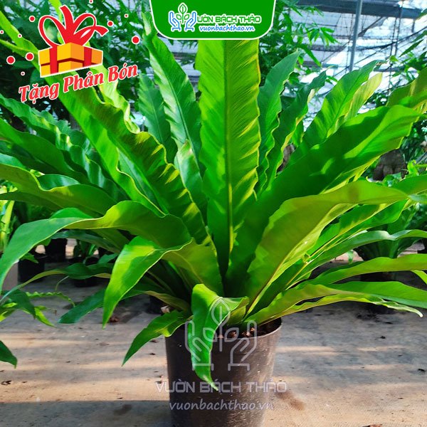 Cây Lan Tổ Điểu - Asplenium Antiquum 2