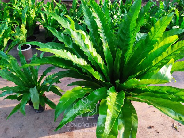 Cây Lan Tổ Điểu - Asplenium Antiquum 3