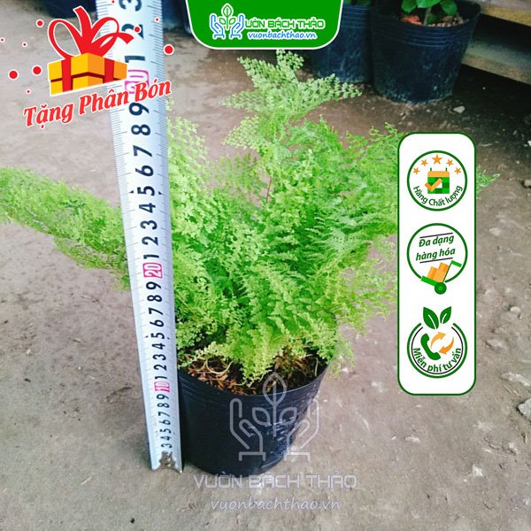 Cây Dương Xỉ Đá 2