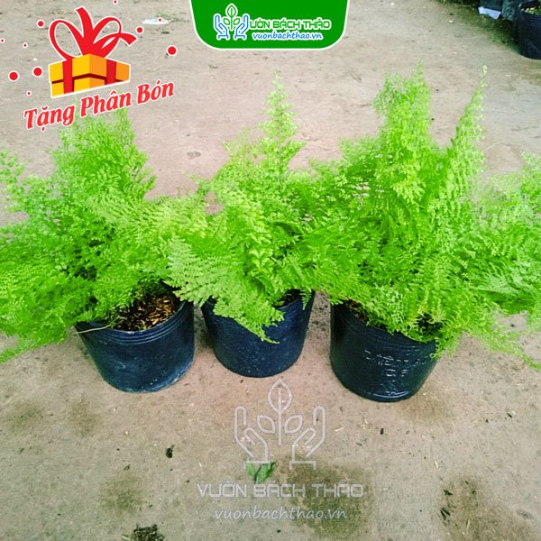 Cây Dương Xỉ Đá 3