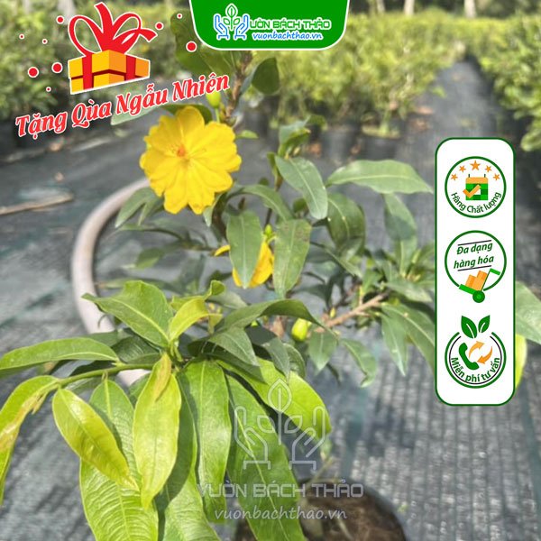 Cây Hoa Mai Vàng Mini 2