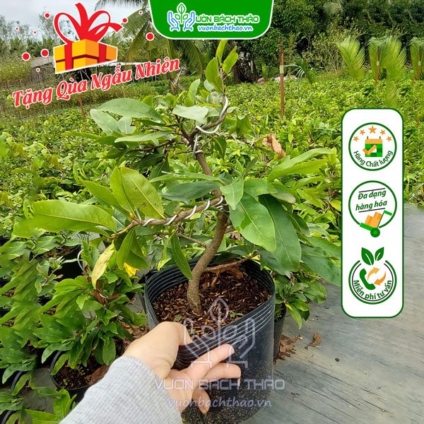Cây Hoa Mai Vàng Mini 3