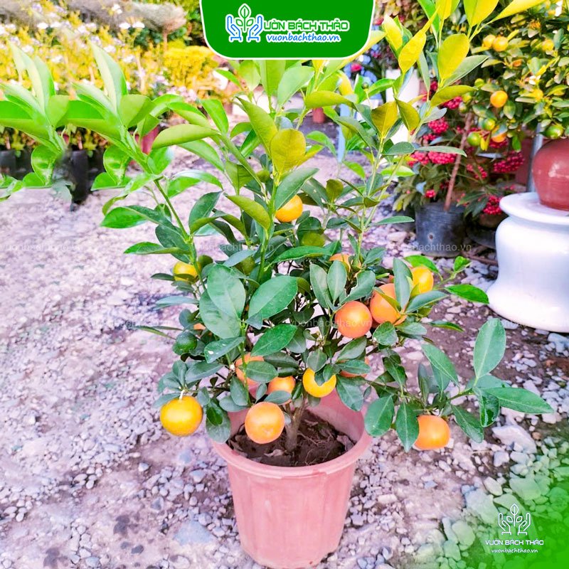 Cây Tắc Mini, Cây Hạnh Cảnh, Cây Quất Trưng Tết
