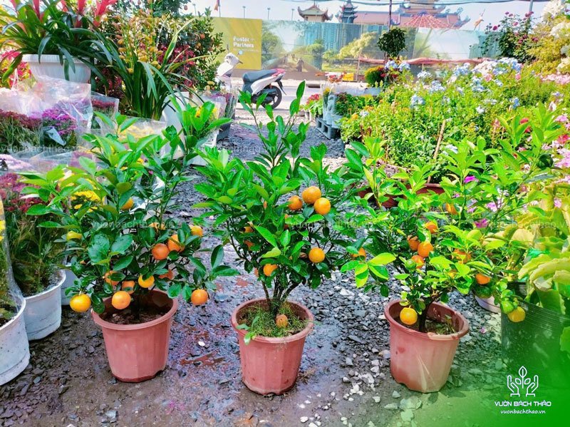 Cây Tắc Mini, Cây Hạnh Cảnh, Cây Quất Trưng Tết 2