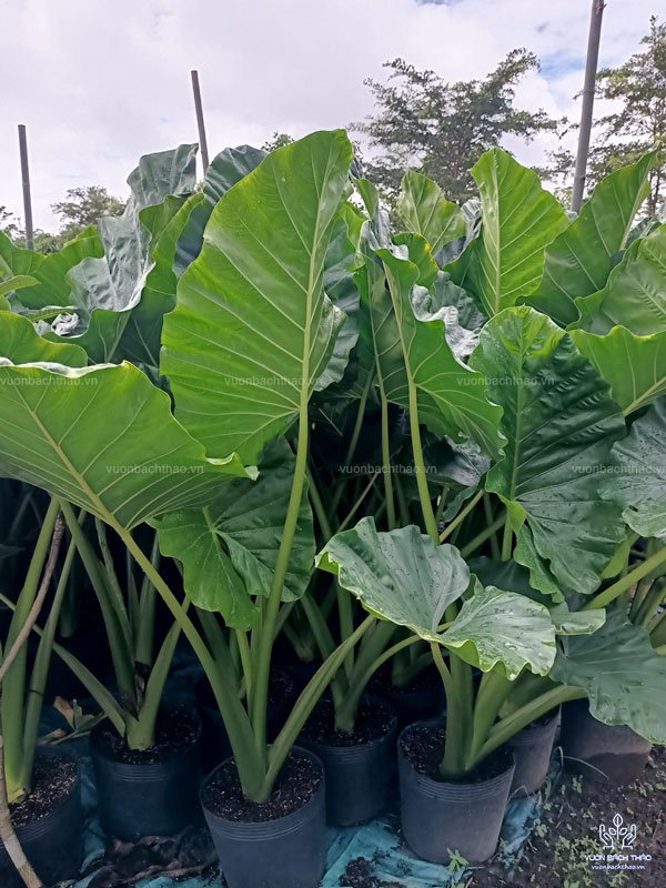 Cây Ráy Voi - Alocasia Macrorrhizos 3