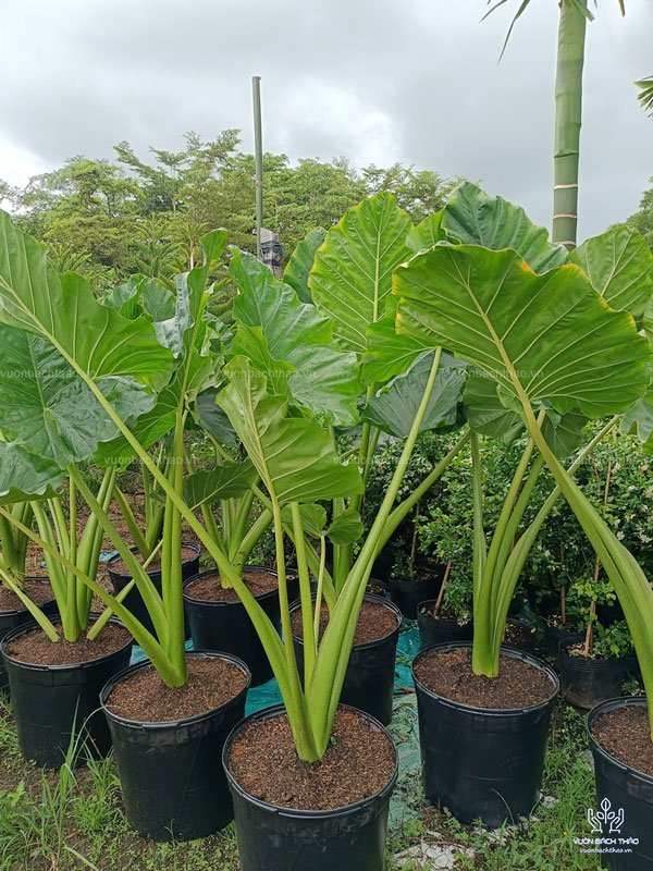 Cây Ráy Voi - Alocasia Macrorrhizos 2