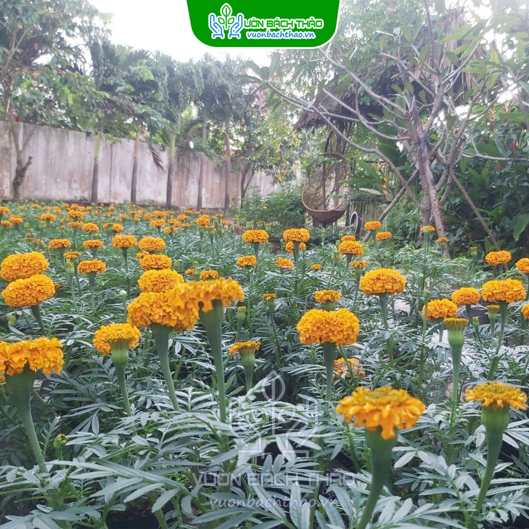 Cặp Hoa Cúc Vạn Thọ 3