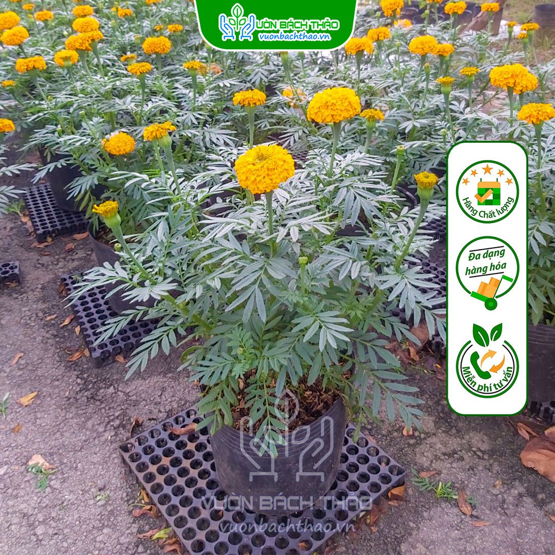 Cặp Hoa Cúc Vạn Thọ 2