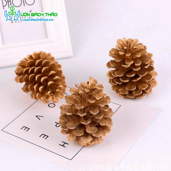 Quả / Trái Thông Khô Trang Trí Noel 3